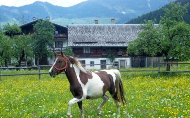 Jugendgaestehaus Gosauschmied Esterno foto